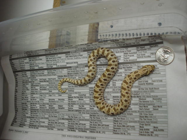 2B4-06 male