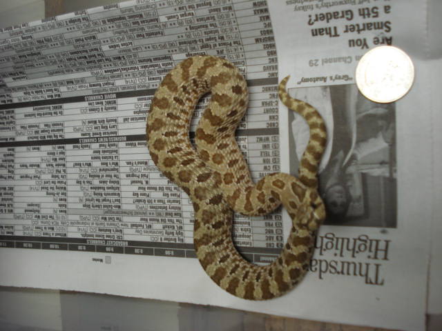 2C1-06 male