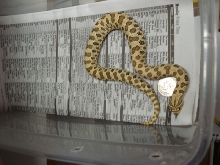2C2-06 female