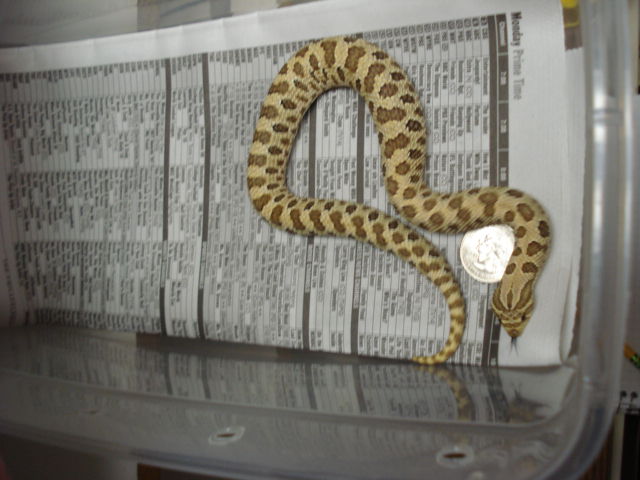 2C2-06 female