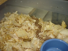 07' Western Hognose