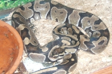 rex1