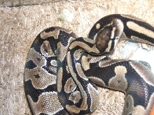 rex2
