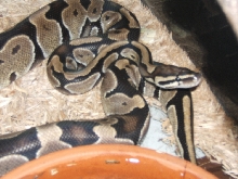 rex 3