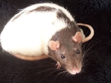 Zola