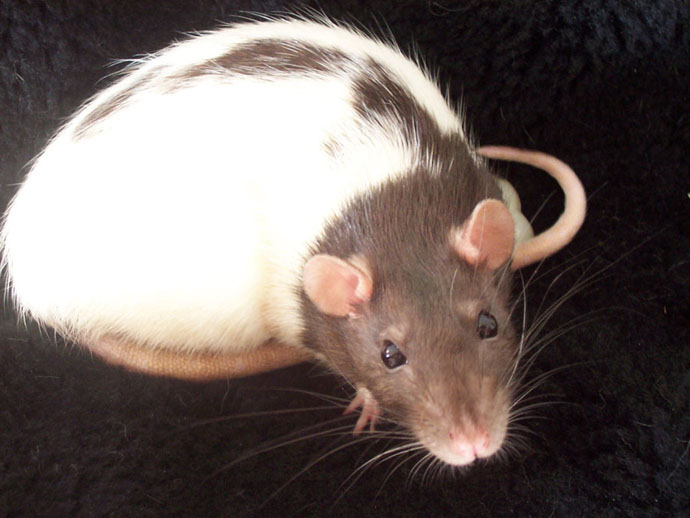 Zola