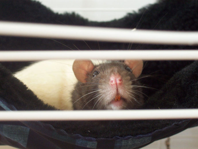 Zola