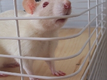 Zuma