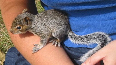 Squirrel