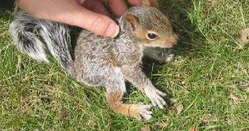 Squirrel