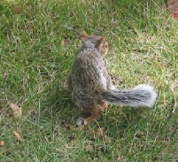 Squirrel