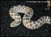 Het for Albino Western Hognose Snake