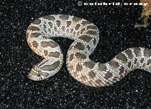 Het for Albino Western Hognose Snake