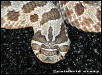 Het for Albino Western Hognose Snake