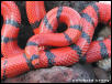 Hypo Honduran Male