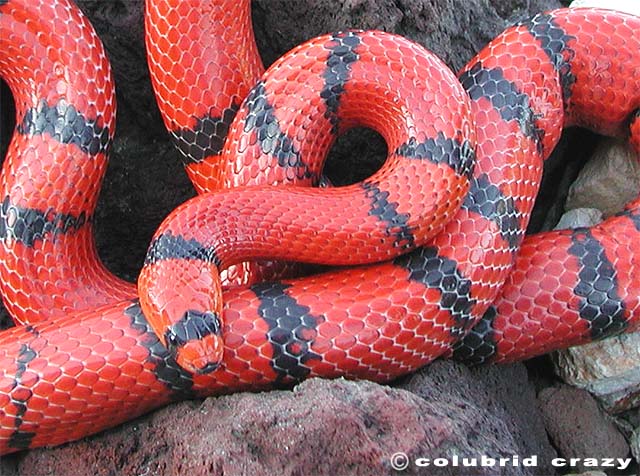 Hypo Honduran Male