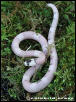Vanishing Pattern Ghost Honduran Milksnake