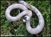Vanishing Pattern Ghost Honduran Milksnake