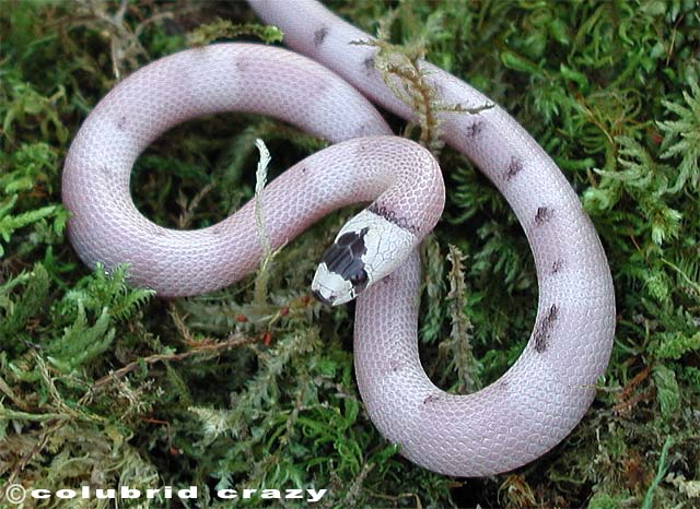 Vanishing Pattern Ghost Honduran Milksnake
