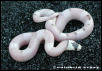 Vanishing Pattern Ghost Honduran Milksnake