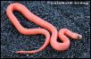 Patternless Hypomelanistic Honduran Milksnake