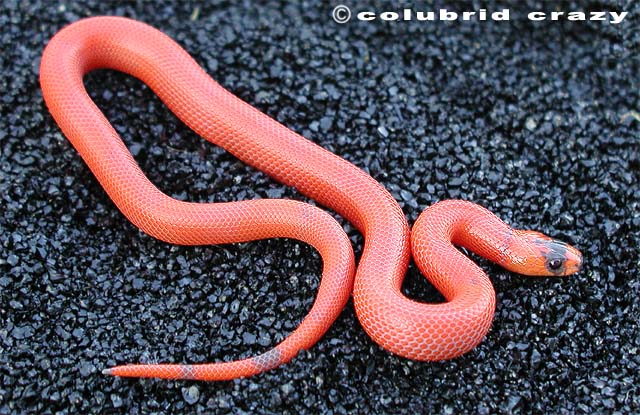 Patternless Hypomelanistic Honduran Milksnake