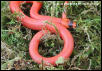 Patternless Hypomelanistic Honduran Milksnake