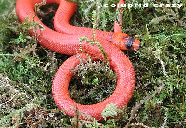 Patternless Hypomelanistic Honduran Milksnake