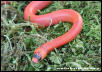 Patternless Hypomelanistic Honduran Milksnake