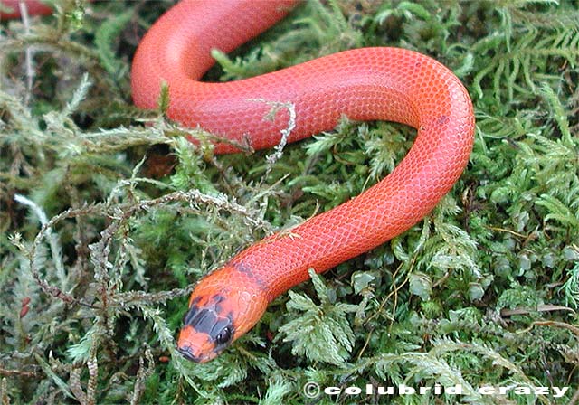 Patternless Hypomelanistic Honduran Milksnake