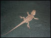 Spike