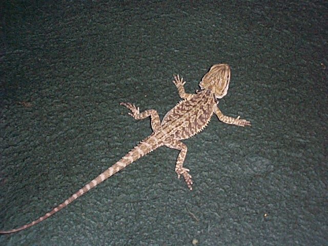 Spike