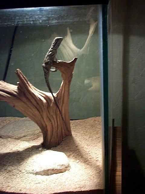 Spike's acrobatics