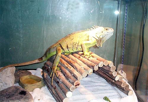 Oct 17, iguana