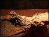 Spike on Sand