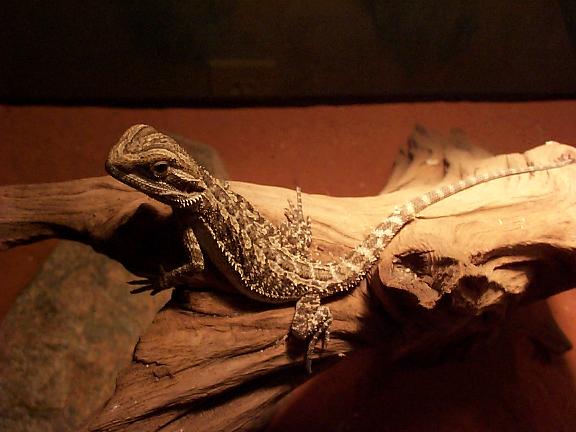 Spike on Sand