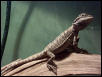 Baby Spike