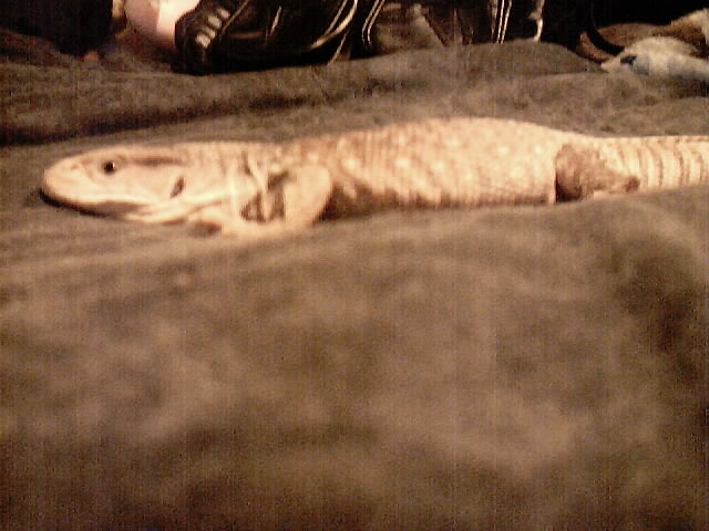 Young Savannah monitor