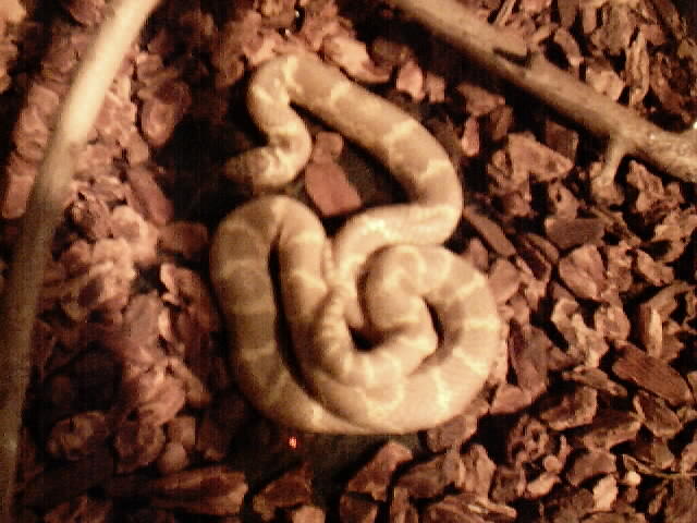 Ruby eyed lavender kingsnake