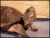 "Roadie" Female Eastern boxie