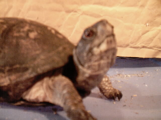 "Roadie" Female Eastern boxie