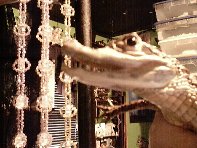 Spectacled Caiman