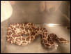 Burmese python