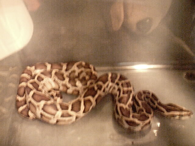 Burmese python