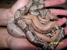 Scoria Litter