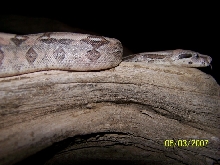 Scoria Litter