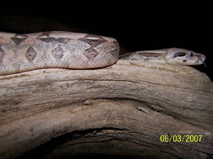 Scoria Litter