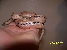 Scoria babies
