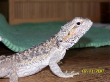 Unusual dragon