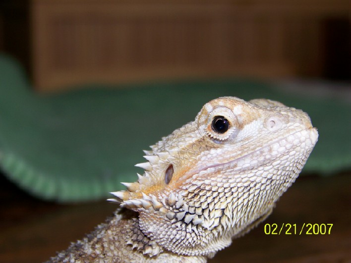 Unusual dragon
